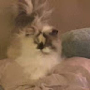 Meet your Posher, Rachel